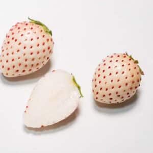 Graines de Plants de Fraisier ananas blanc - Graines de Fragaria × ananassa
