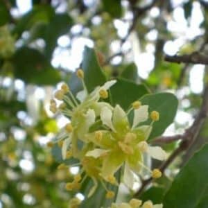 Graines de Quillaja saponaria - Graines de Bois de Panama