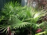 Graines de Rhapis multifida - Graines de Jade Empress Palm