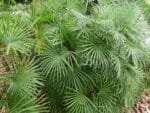 Graines de Rhapis multifida - Graines de Jade Empress Palm