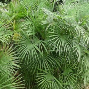 Graines de Rhapis multifida - Graines de Jade Empress Palm