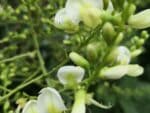 Graines de Sophora japonica - Graines de Sophora du Japon