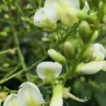 Graines D'Harmala (Rue Sauvage) Biologiques Et Naturelles - 500 Grammes - Origine Inde
