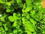 Graines de Sophora secundiflora - Graines d' Haricot mescal