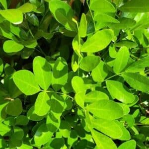 Graines de Sophora secundiflora - Graines d' Haricot mescal