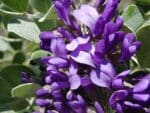 Graines de Sophora secundiflora - Graines d' Haricot mescal