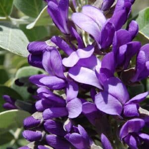Graines de Sophora secundiflora - Graines d' Haricot mescal