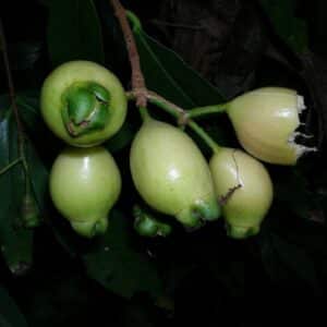 Graines de Syzygium jambos - Graines de Jamrosat