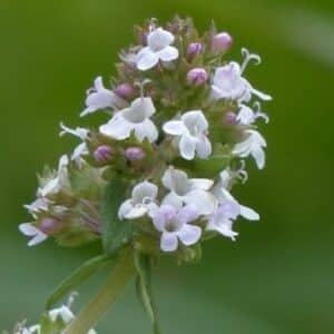 Graines de Thymus vulgaris - Graines de Thym ordinaire