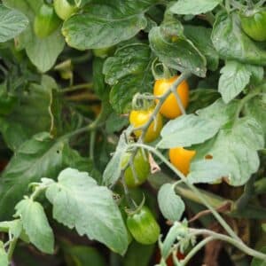 Graines de Tomate Jaune du Curé - Graines de Solanum lycopersicum