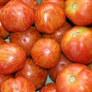 Graines de Tomate ‘Red Zebra’ améliorée - Graines de Solanum lycopersicum