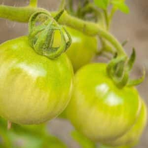Graines de Tomate ‘Red Zebra’ améliorée - Graines vert de Solanum lycopersicum
