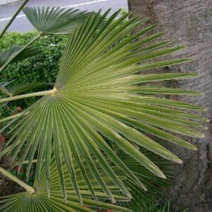 Graines de Trachycarpus wagnerianus - Graines de Palmier miniature de Chusan