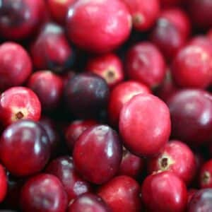 Graines de Vaccinium macrocarpon - Graines de Canneberge à gros fruits