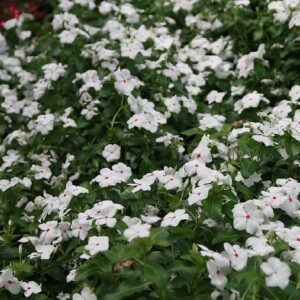 Graines de Vinca rosea ‘Little Blanche - Graines de Pervenche de Madagascar