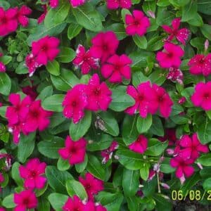 Graines de Vinca rosea ‘Little Linda deep rose - Graines de Pervenche de Madagascar