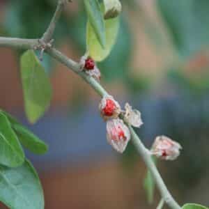 Graines de Withania somnifera - Graines d' Ashwagandha