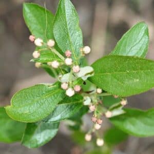 Graines d'Aronia arbutifolia - Graines d'Aronie à feuilles d’arbousier