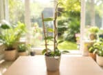 Plant de Vanillier, Plant de Vanillia planifolia, Plant de Vanille en pot, Plant de Vanillier en pot