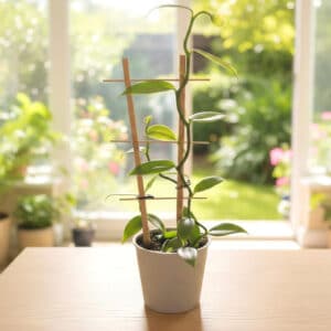 Plant de Vanillier, Plant de Vanillia planifolia, Plant de Vanille en pot, Plant de Vanillier en pot