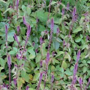 Achyranthes aspera en fleur, Vue générale de l'Herbe d'Eugène, Graines d'Achryranthes aspera, Graines d'Herbe d'Eugène