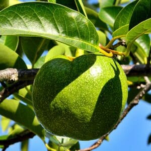Fructification d'Annona glabra, Annone des marais sur pied, Graines d'Annone glabra, Graines d'Annone des marais, Graines d'Annonier des marais