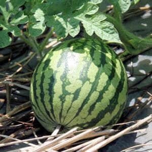 Graines de Citrullus lanatus - graines de Watermelon