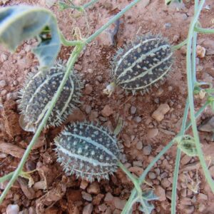 Graines de Cucumis africanus - graines de Concombre africain