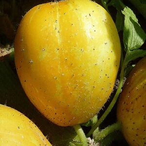 Fruit entier de Concombre citron, Fruits de Cucumis sativus 'Lemon', Graines de Concombre citron, Graines de Cucumis sativus 'Lemon'