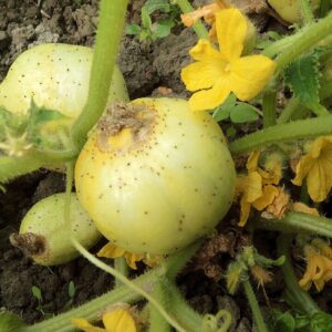 Concombre citron, Fruit entier de Cucumis sativus 'Lemon', Graines de Concombre citron, Graines de Cucumis sativus 'Lemon'