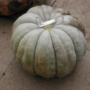 Graines de Cucurbita maxima - graines de Queensland Blue