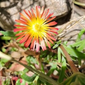 Graines de Delosperma cooperi 'Orange' - graines de Pourpier de Cooper orange