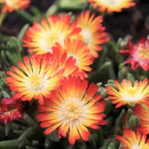 Graines de Delosperma cooperi 'Orange' - graines de Pourpier de Cooper orange