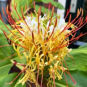 Graines d'Hedychium ellipticum - graines de Gingembre papillon elliptique