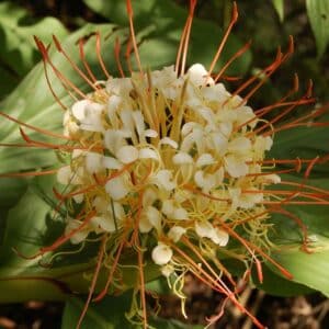 Graines d'Hedychium ellipticum - graines du Gingembre papillon elliptique
