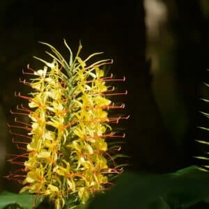 Inflorescence de Hedychium gardnerianum, Fleurs de Longose