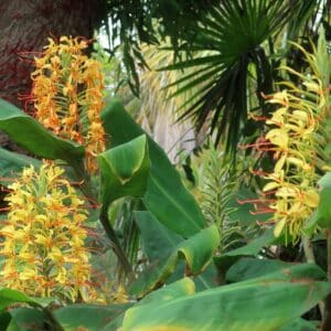 Vue générale de Hedychium gardnerianum, Fleurs et feuilles de Longose, Graines de Hedychium gardnerianum, Graines de Longose