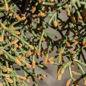 Aiguilles de Hesperocyparis arizonica ou Cupressus arizonica var. arizonica, Feuillage de Cyprès de l'Arizona