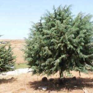 Culture de Hesperocyparis arizonica ou Cupressus arizonica var. arizonica, Plantation de Cyprès de l'Arizona