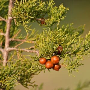 Graines de Juniperus phoenicea - graines du Genévrier rouge