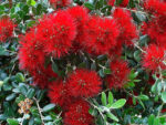 Metrosideros excelsa ou Pohutukawa en fleur, Floraison de l'Arbre de Noël de Nouvelle-Zélande, Graines de Metrosideros excelsa, Graines de Pohutukawa, Graines d'Arbre de Noël de Nouvelle-Zélande
