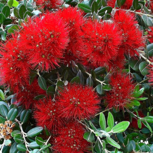 Metrosideros excelsa ou Pohutukawa en fleur, Floraison de l'Arbre de Noël de Nouvelle-Zélande, Graines de Metrosideros excelsa, Graines de Pohutukawa, Graines d'Arbre de Noël de Nouvelle-Zélande