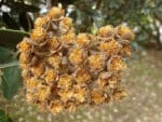 Metrosideros excelsa en fructification, Infrutescence de l'Arbre de Noël de Nouvelle-Zélande, Graines de Metrosideros excelsa, Graines d'Arbre de Noël de Nouvelle-Zélande, Graines de Pohutukawa