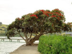 Culture de Metrosideros excelsa ou Arbre de Noël de Nouvelle-Zélande, Graines de Metrosideros excelsa, Graines d'Arbre de Noël de Nouvelle-Zélande, Graines de Pohutukawa