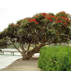 Culture de Metrosideros excelsa ou Arbre de Noël de Nouvelle-Zélande, Graines de Metrosideros excelsa, Graines d'Arbre de Noël de Nouvelle-Zélande, Graines de Pohutukawa