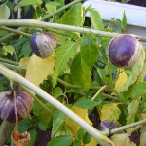 Physalis ixocarpa en fructification, Tomatillo du Mexique sur pied, Graines de Physalis ixocarpa, Graine de Tomatillo du Mexique