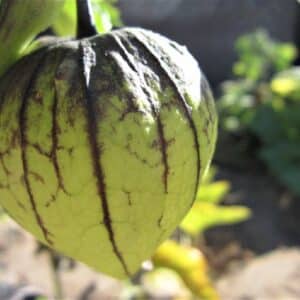 Fruit de Physalis ixocarpa, Tomatillo du Mexique sur pied, Graines de Physalis ixocarpa, Graine de Tomatillo du Mexique
