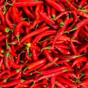Récolte de Piment Hot Portugal ou Capsicum annuum 'Hot Portugal'