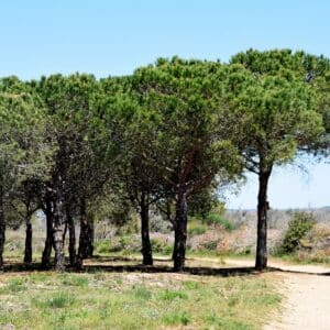 Culture Pinus halepensis, Plantation de Pin blanc de Provence