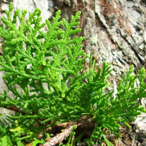 Graines de Platycladus orientalis - graines de Thuya de Chine
